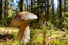 Правила «тихой охоты»